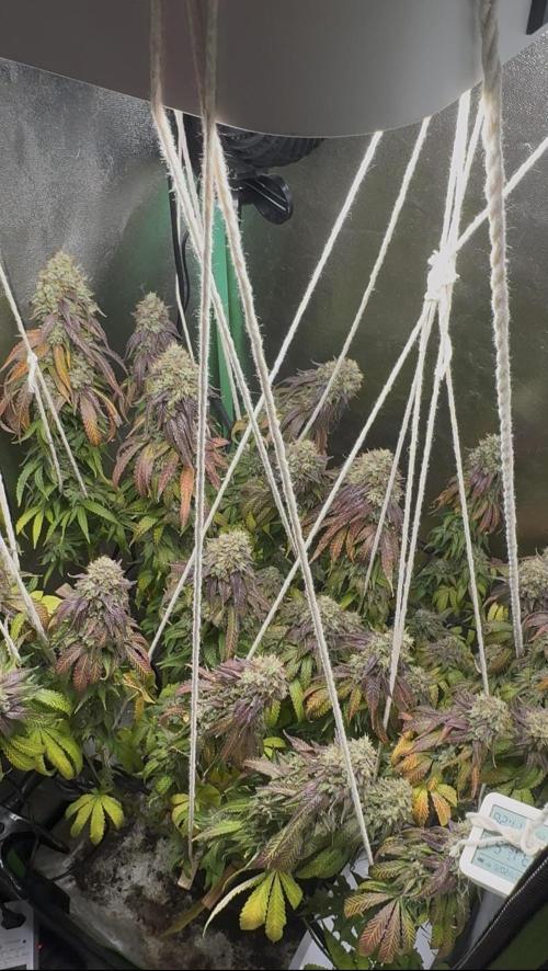 Mimosa Monster Cropping SCROG. Week 27
