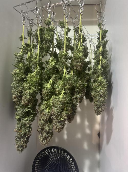 Mimosa Monster Cropping SCROG. Week 27