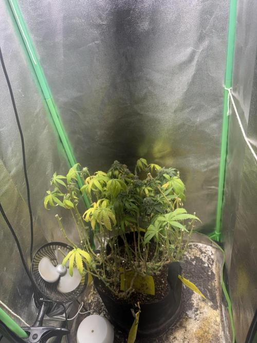 Mimosa . Week 27