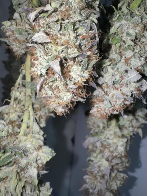 Mimosa Monster Cropping SCROG