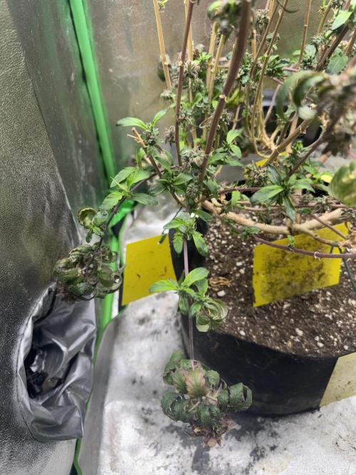 Mimosa Monster Cropping SCROG. Week 29
