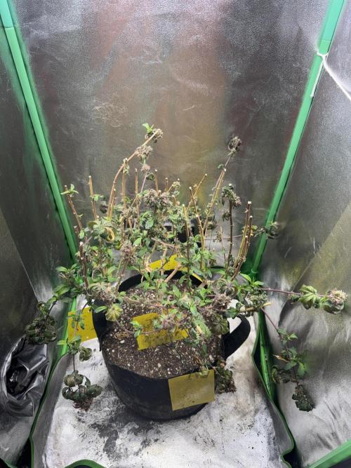 Mimosa Monster Cropping SCROG. Week 29
