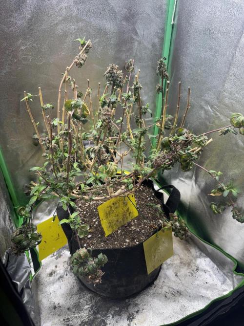 Mimosa . Week 29