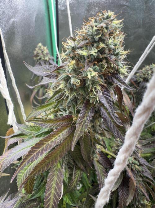 Mimosa Monster Cropping SCROG. Week 27