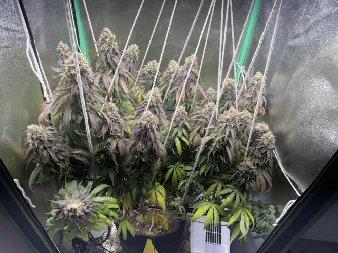 Mimosa . Week 27