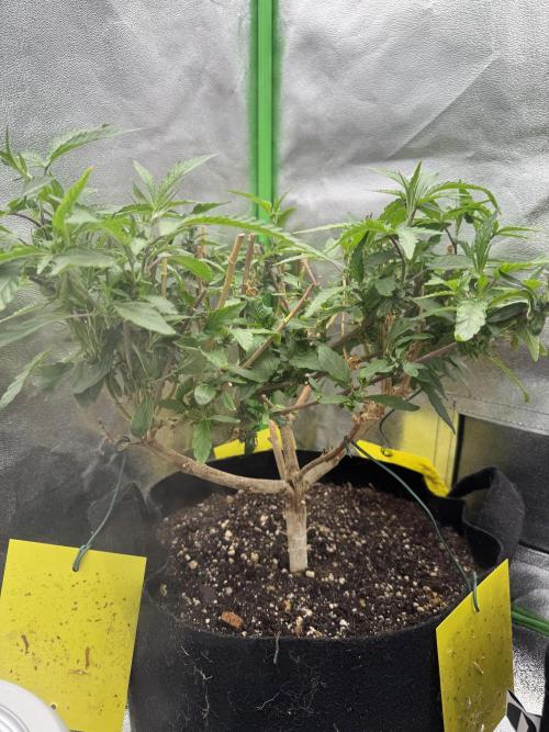 Mimosa Monster SCROG. Week 30