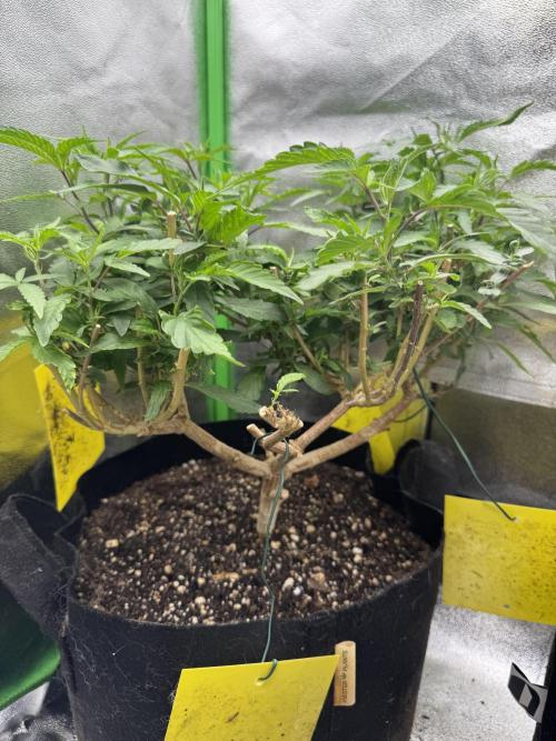 Mimosa . Week 30