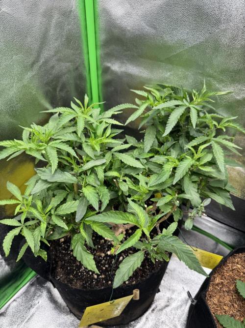 Mimosa Monster SCROG. Week 31