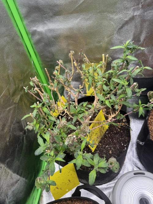 Mimosa Monster SCROG. Week 29