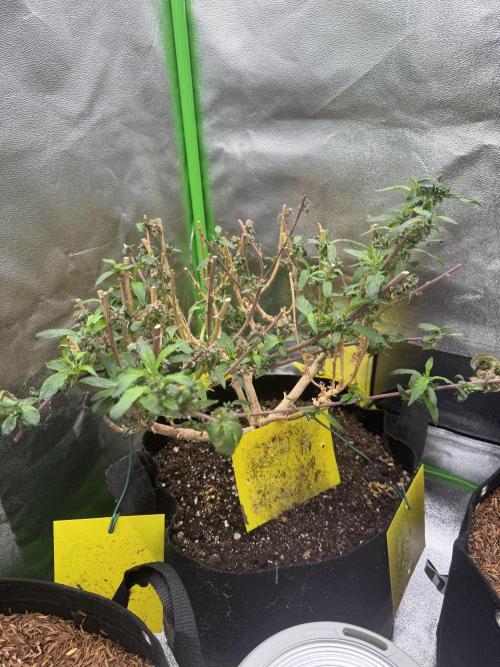 Mimosa Monster SCROG. Week 29