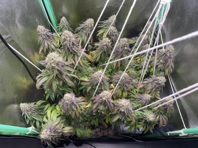Mimosa . Week 26