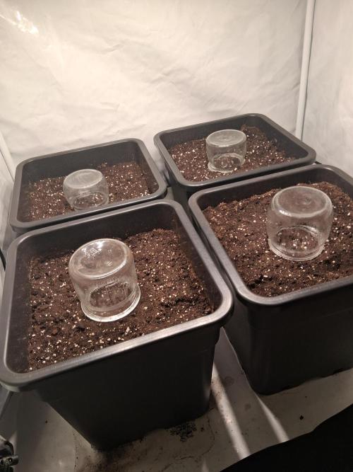 Sticky Beast 2025. Week 0 - First time to try this 
It worked quite good