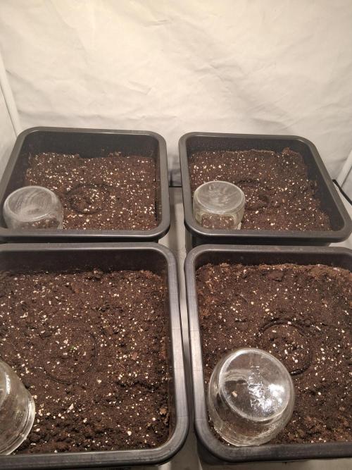 Sticky Beast 2025. Week 0 - All 4 seeds germinate 
