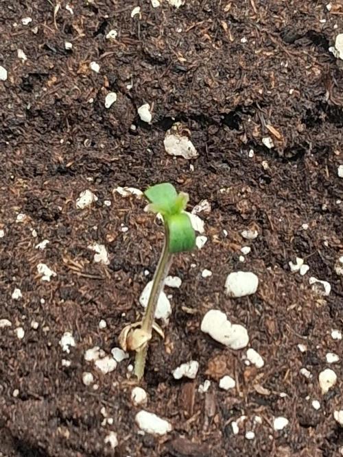 Sticky Beast 2025. Week 0 - Nice start