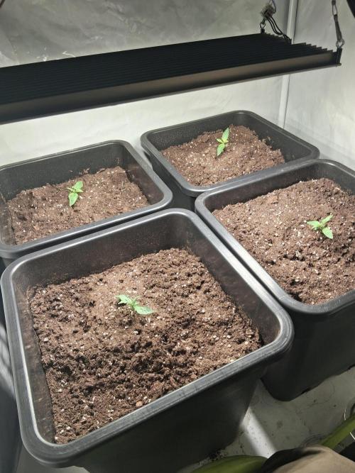 Sticky Beast 2025. Week 1 - Nice little ladies