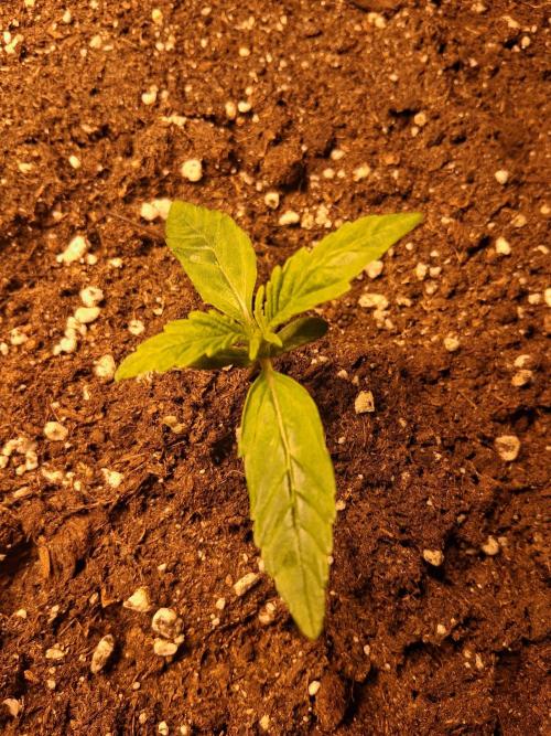 Sticky Beast 2025. Week 1 - All Girls  doing great