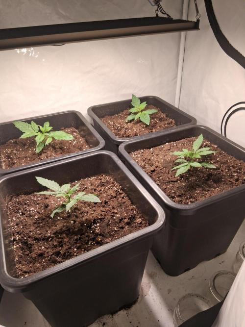Sticky Beast 2025. Week 2 - All 4 ladies doing great
I added some extra ground so the stems will be better