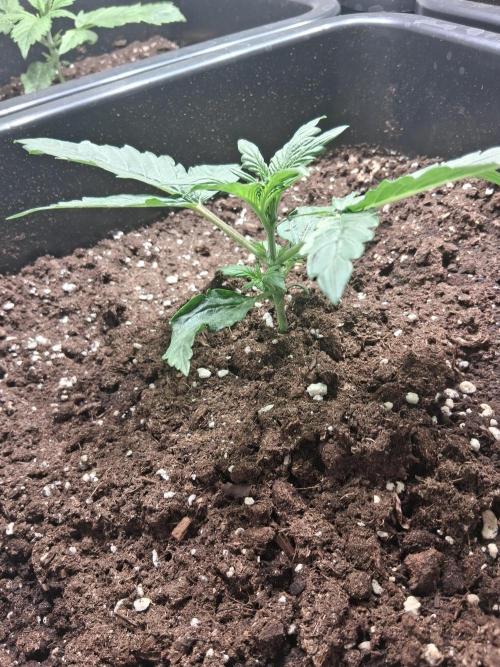 Sticky Beast 2025. Week 2