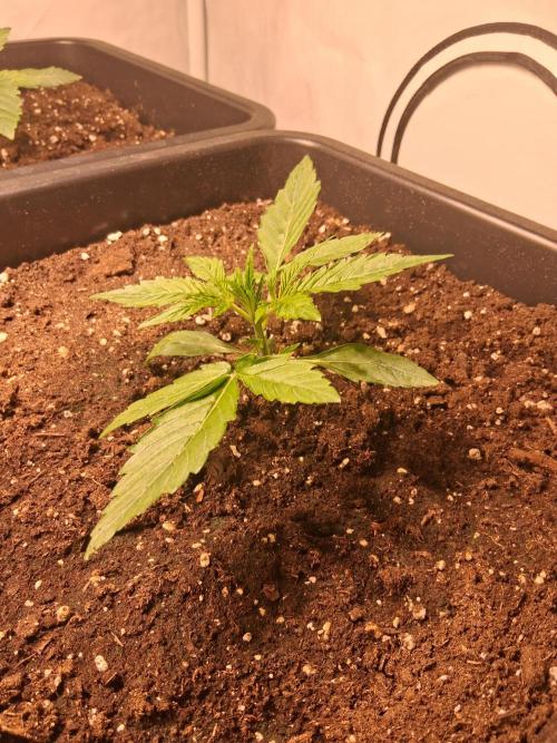 Sticky Beast 2025. Week 2