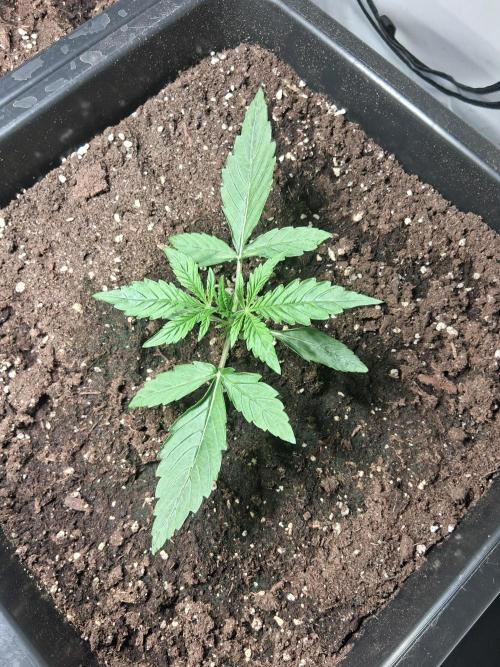 Sticky Beast 2025. Week 2