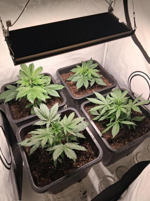 Sticky Beast 2025. Week 3