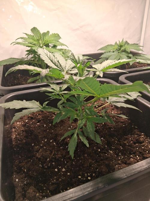 Sticky Beast 2025. Week 3