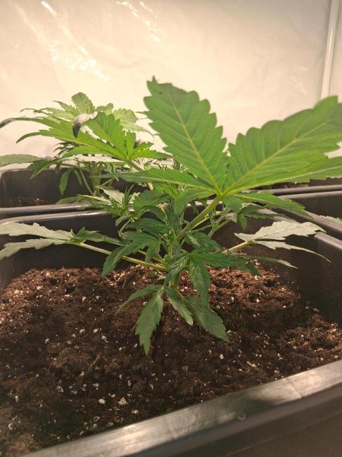 Sticky Beast 2025. Week 3