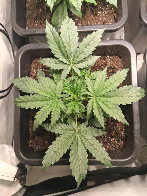 Sticky Beast 2025. Week 3