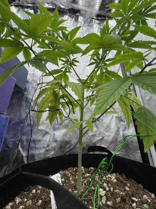 My First Seed to Harvest | Budget build. Week 6 - Stem thickens.