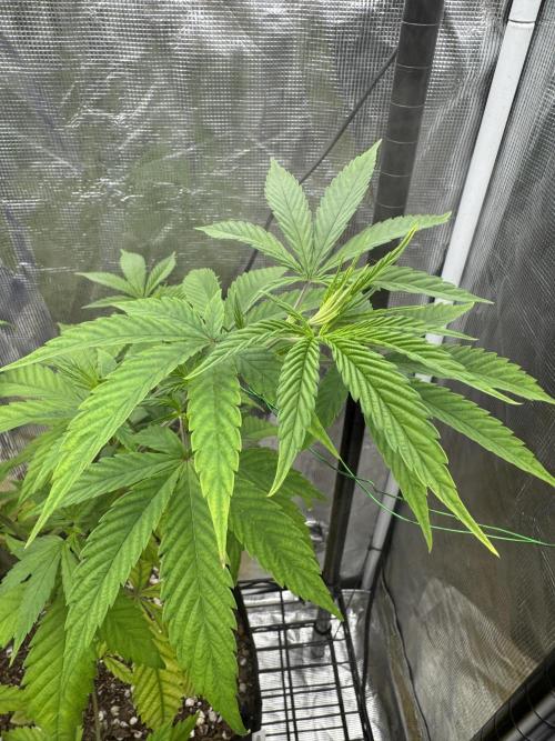 My First Seed to Harvest | Budget build. Week 6 - New growth prays upward