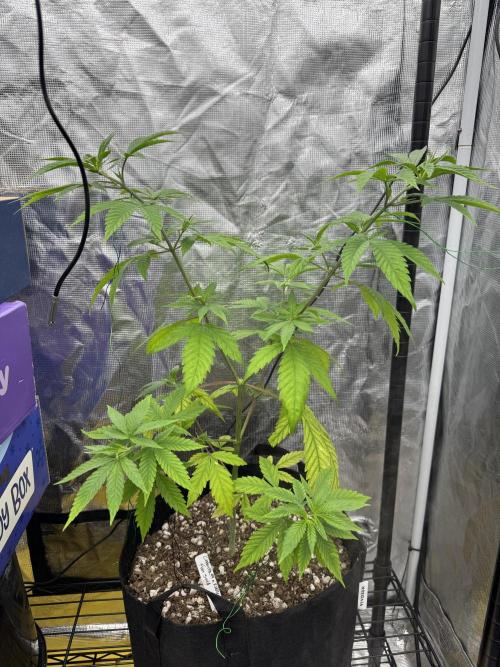 My First Seed to Harvest | Budget build. Week 6 - Older growth continues to yellows from environment stress (stabilized now).