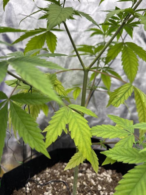 My First Seed to Harvest | Budget build. Week 6 - Topping successfully created two main shoots.