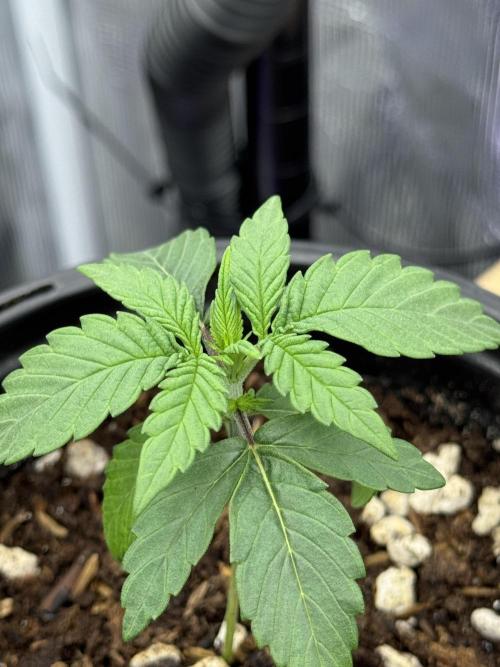 Is it a Boy or Girl?. Week 2 - Thriving and loving life