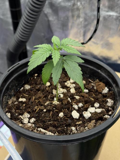 Is it a Boy or Girl?. Week 2