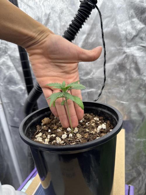 Is it a Boy or Girl?. Week 2