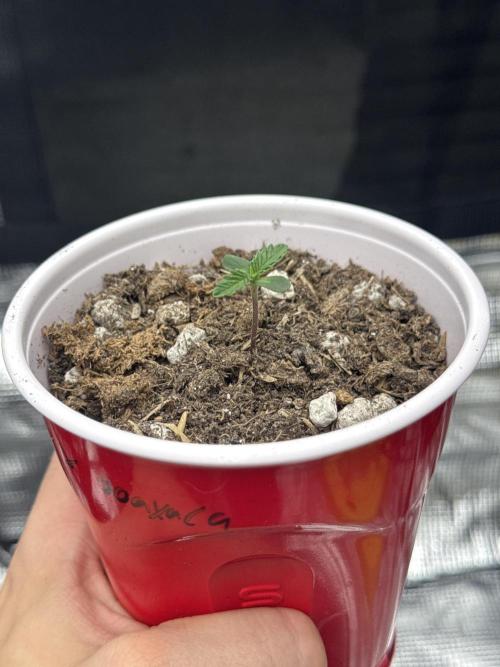 Island seeds in the Mainland (2). Week 0 - Loving life