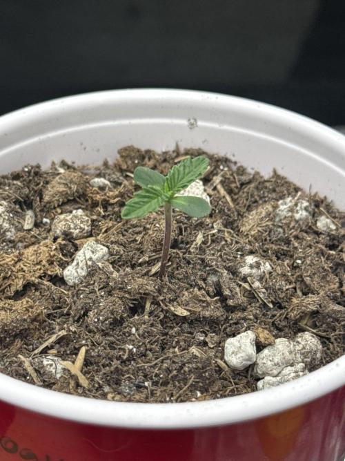 Island seeds in the Mainland (2). Week 0 - Loving life 