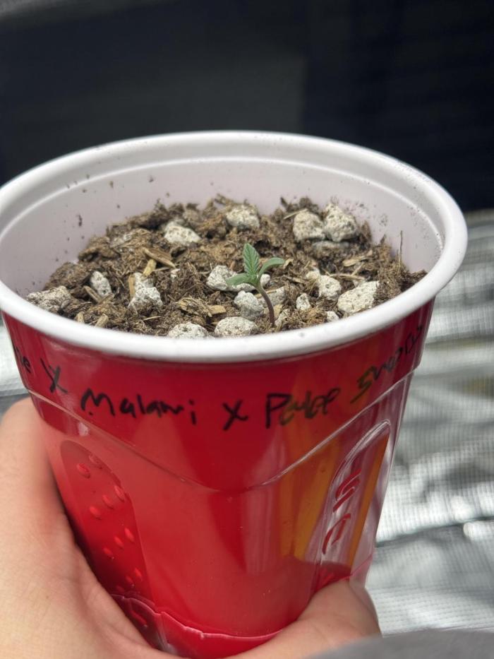 Island seeds in the Mainland (1). Week 0