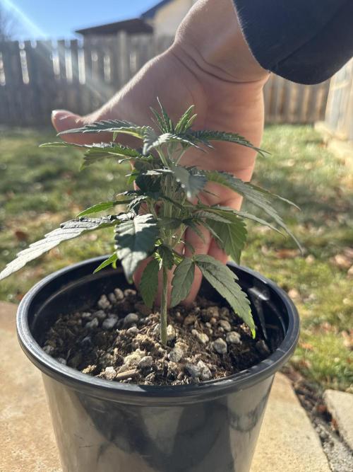 Is it a Boy or Girl?. Week 3 - Some good broth since last week