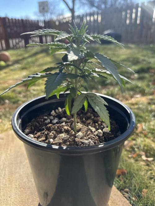 Is it a Boy or Girl?. Week 3 - Stem hardens 