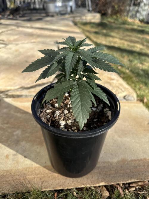 Is it a Boy or Girl?. Week 3