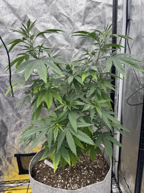 My First Seed to Harvest | Budget build. Week 7 - Yellowing on leaves 