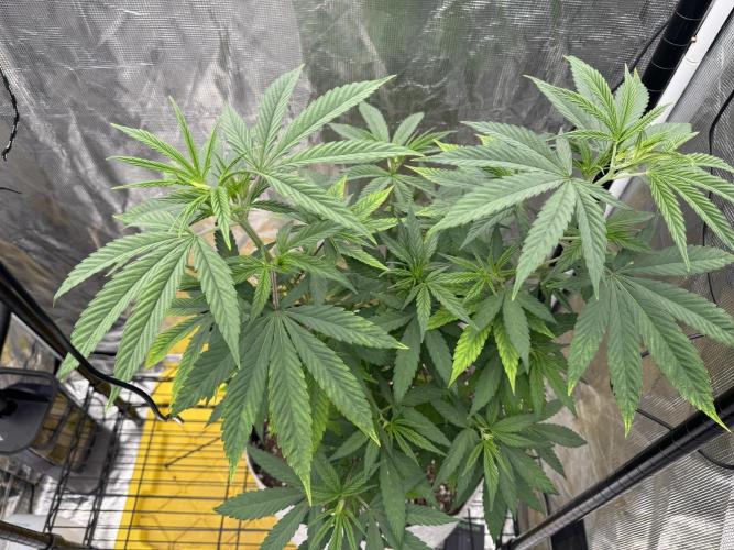 My First Seed to Harvest | Budget build. Week 7 - Yellowing on leaves 