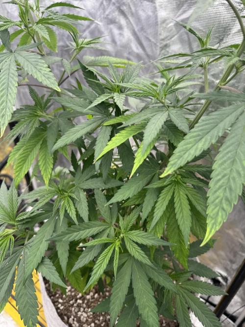 My First Seed to Harvest | Budget build. Week 7 - Yellowing on leaves 