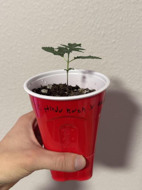 Island seeds in the Mainland (2). Week 1 - Decent growth 