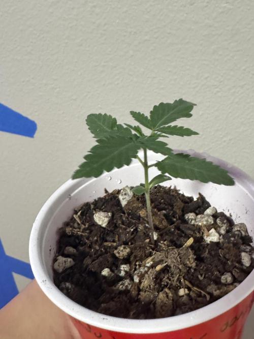 Island seeds in the Mainland (2). Week 1 - Decent growth