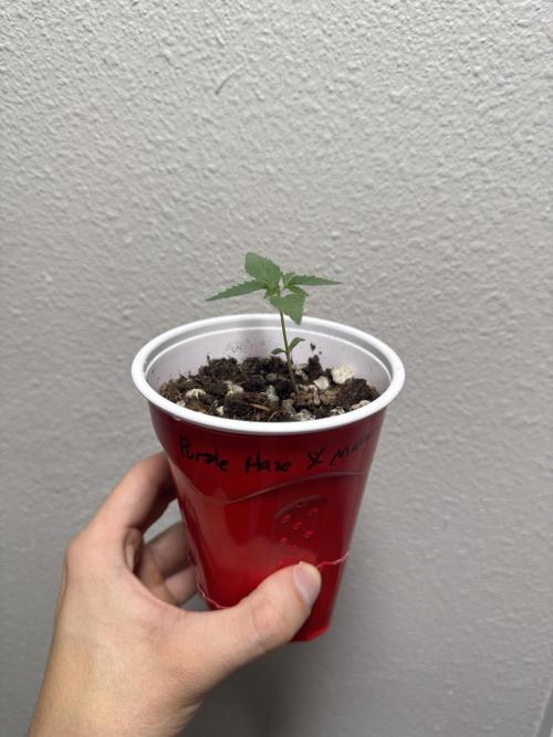 Island seeds in the Mainland (1). Week 1