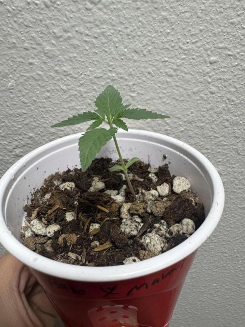 Island seeds in the Mainland (1). Week 1