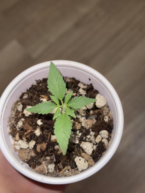 Island seeds in the Mainland (1). Week 1