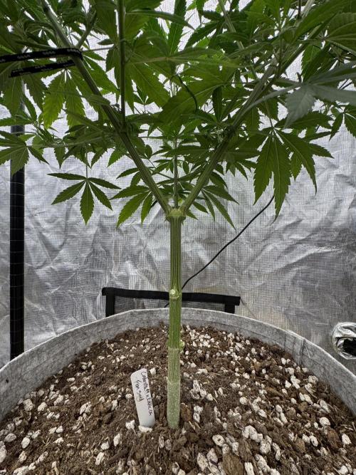 My First Seed to Harvest | Budget build. Week 8